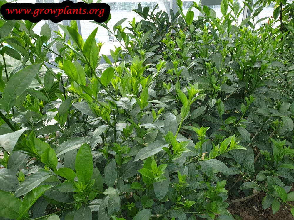 Tea plant care