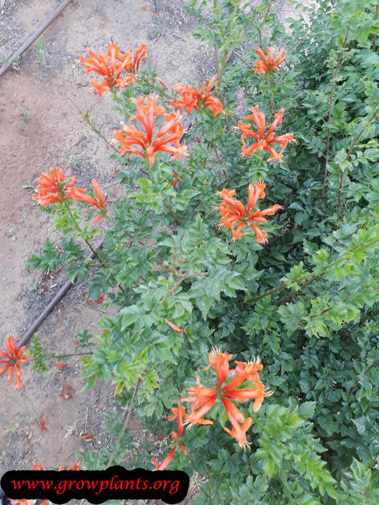 capensis tecoma care plant growing