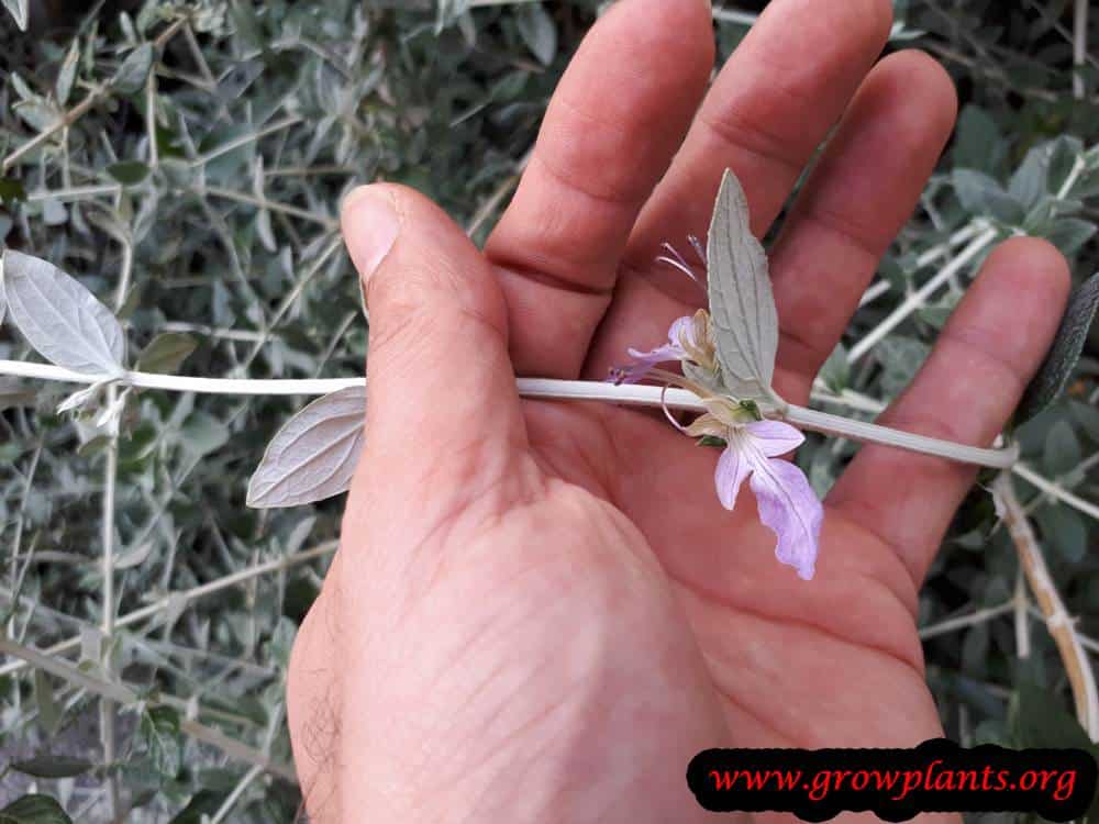 Teucrium fruticans flower