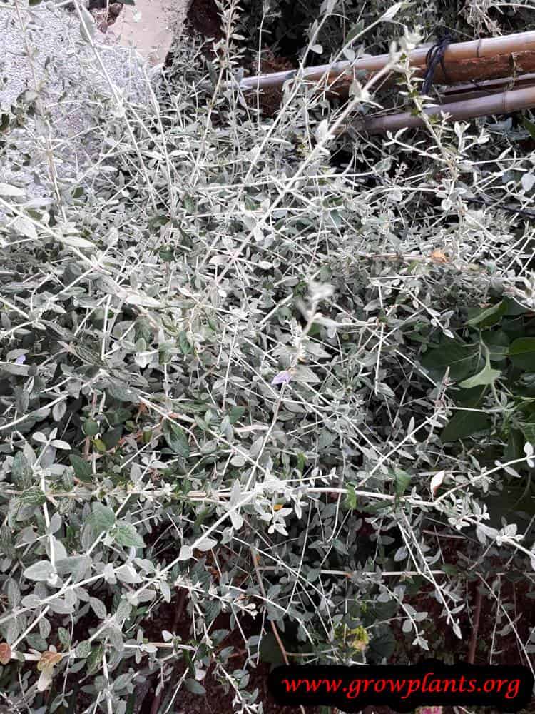 Teucrium fruticans