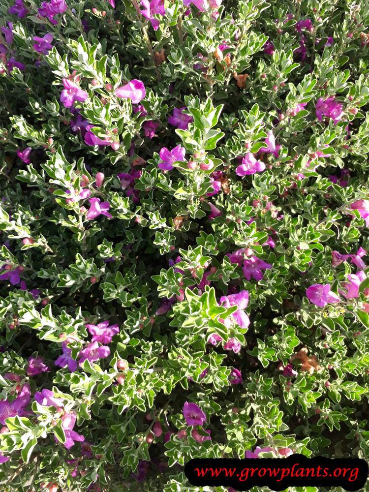 Texas sage How to grow & care