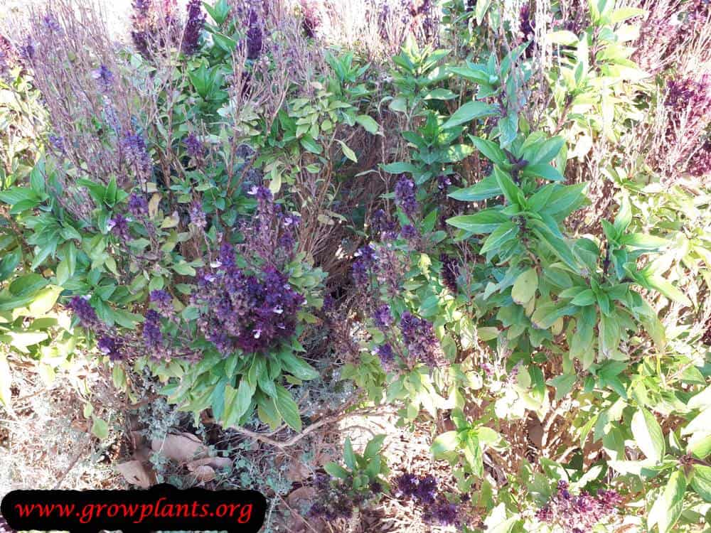 Thai basil