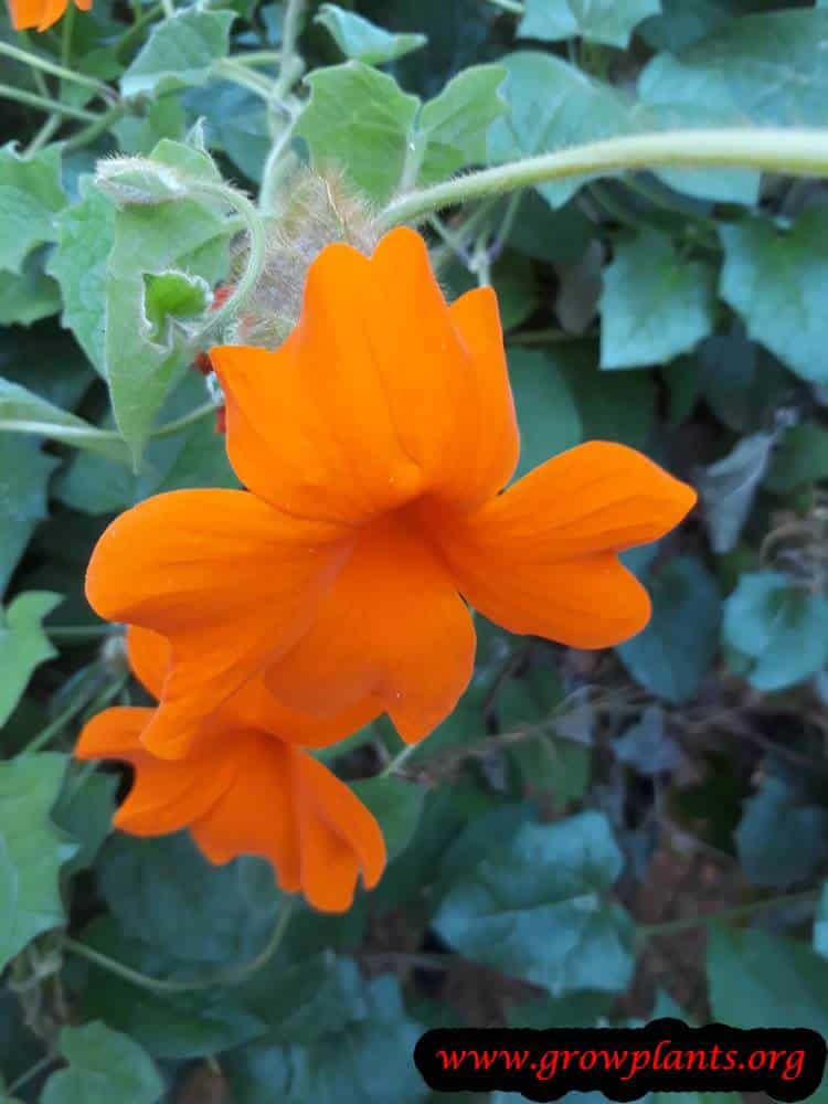 Thunbergia gregorii