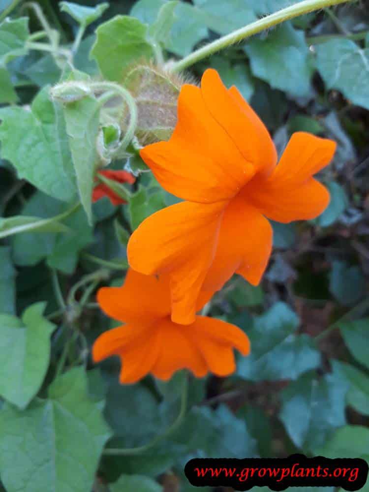 Thunbergia gregorii flowers