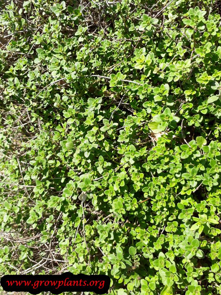 Thymus polytrichus
