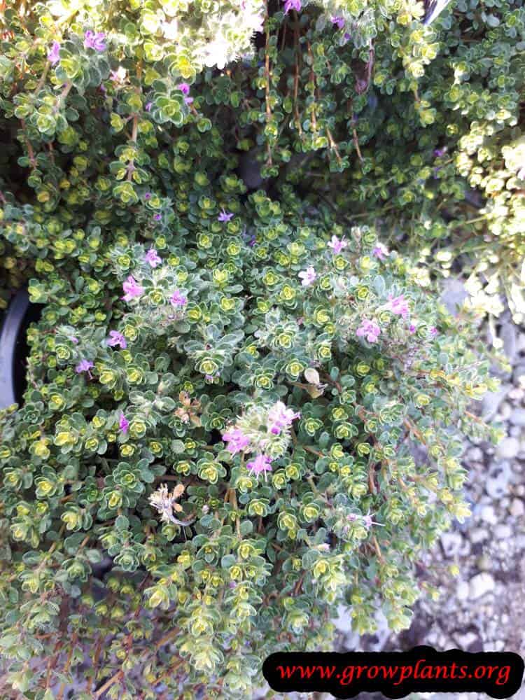 Thymus praecox