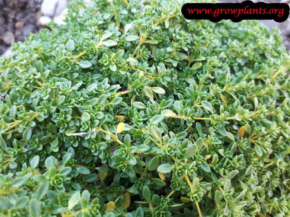 Thymus praecox leaves