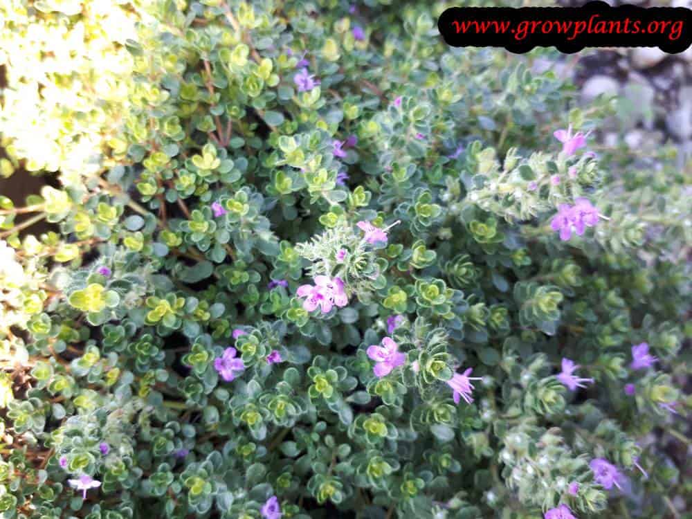 Harvest Thymus praecox leaves