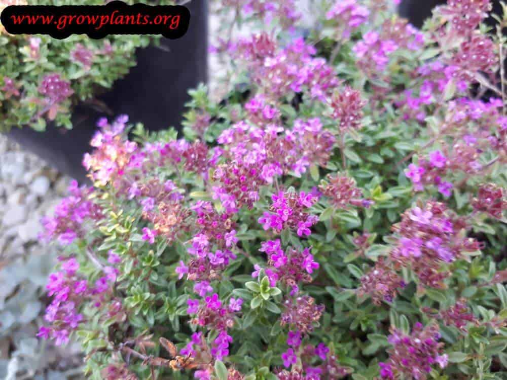 Thymus praecox flowers