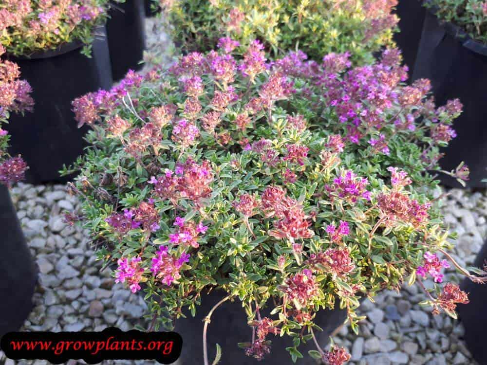 Thymus praecox plant grow and care