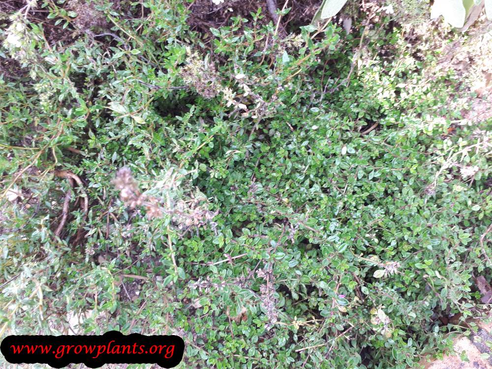 Thymus serpyllum