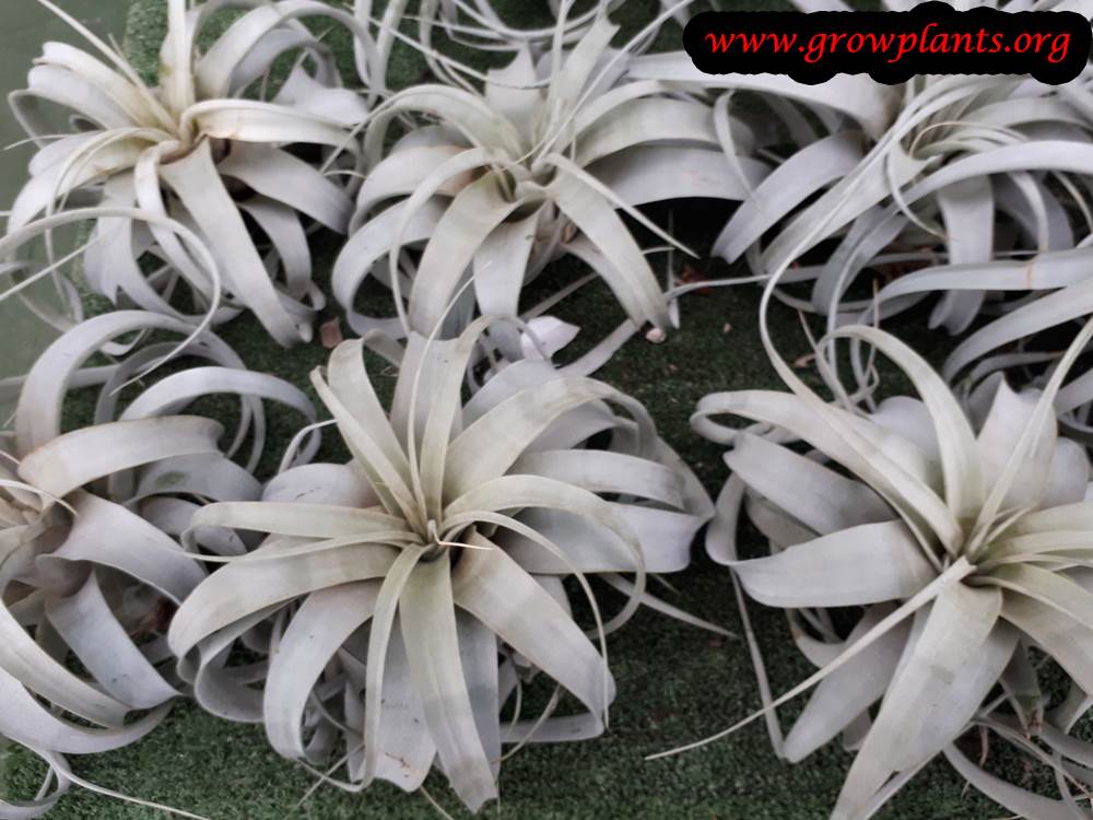 Tillandsia Xerographica