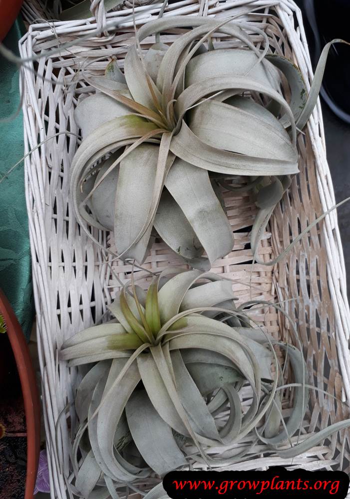 Tillandsia Xerographica plant care