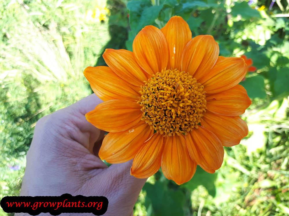 Tithonia rotundifolia