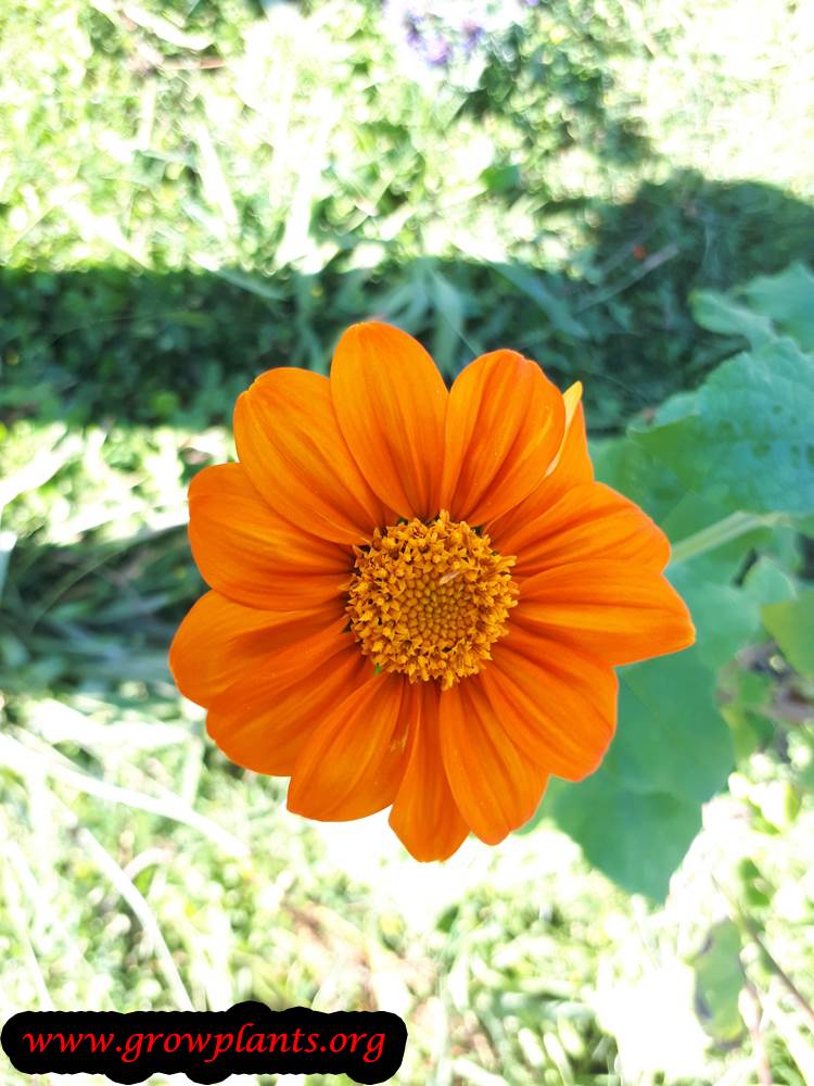 Tithonia rotundifolia flower