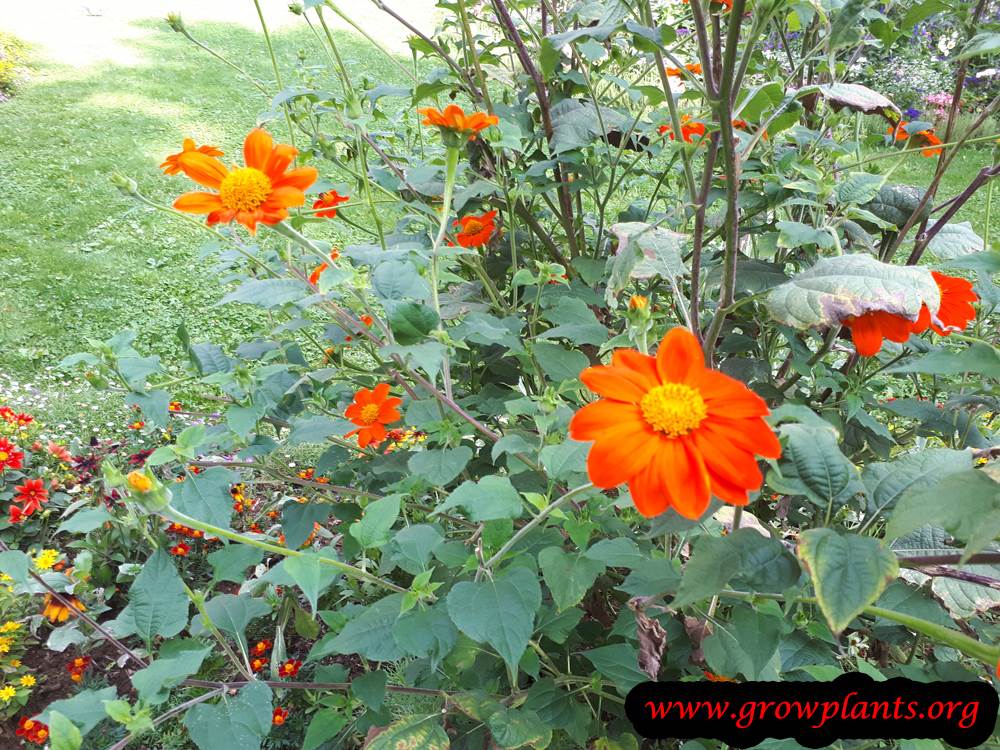 Tithonia rotundifolia plant care