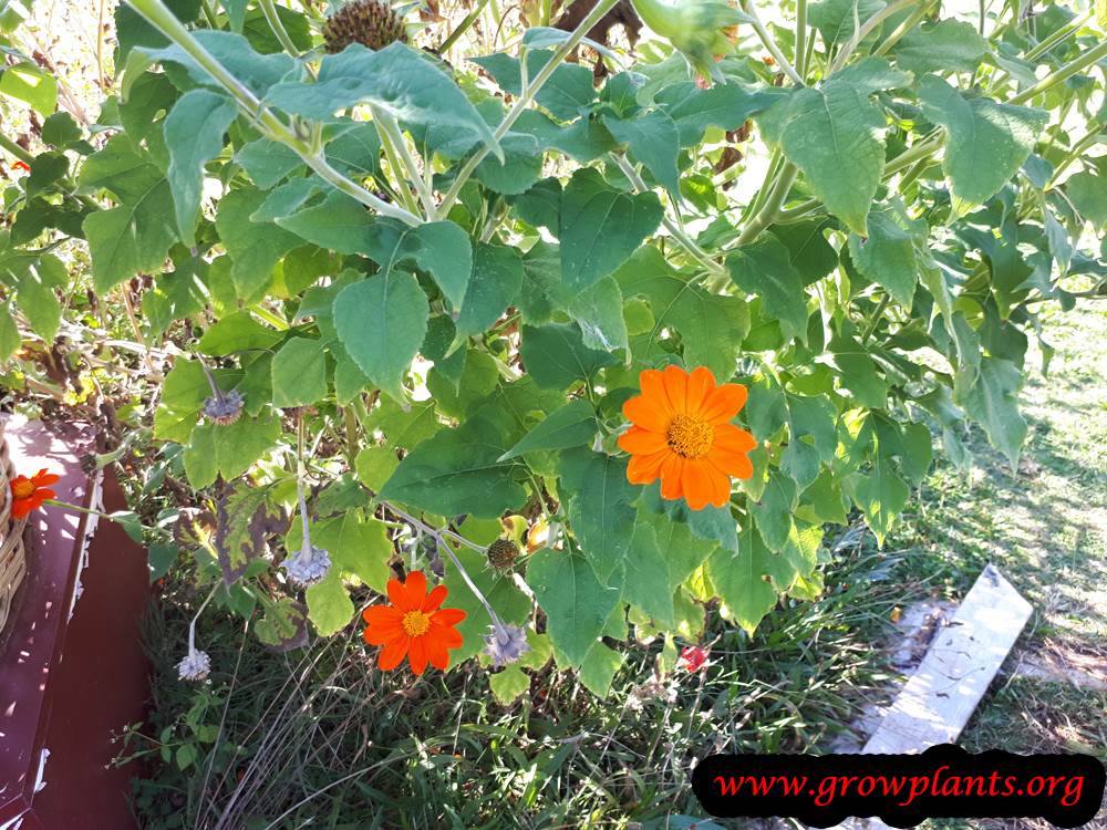 Growing Tithonia rotundifolia plant