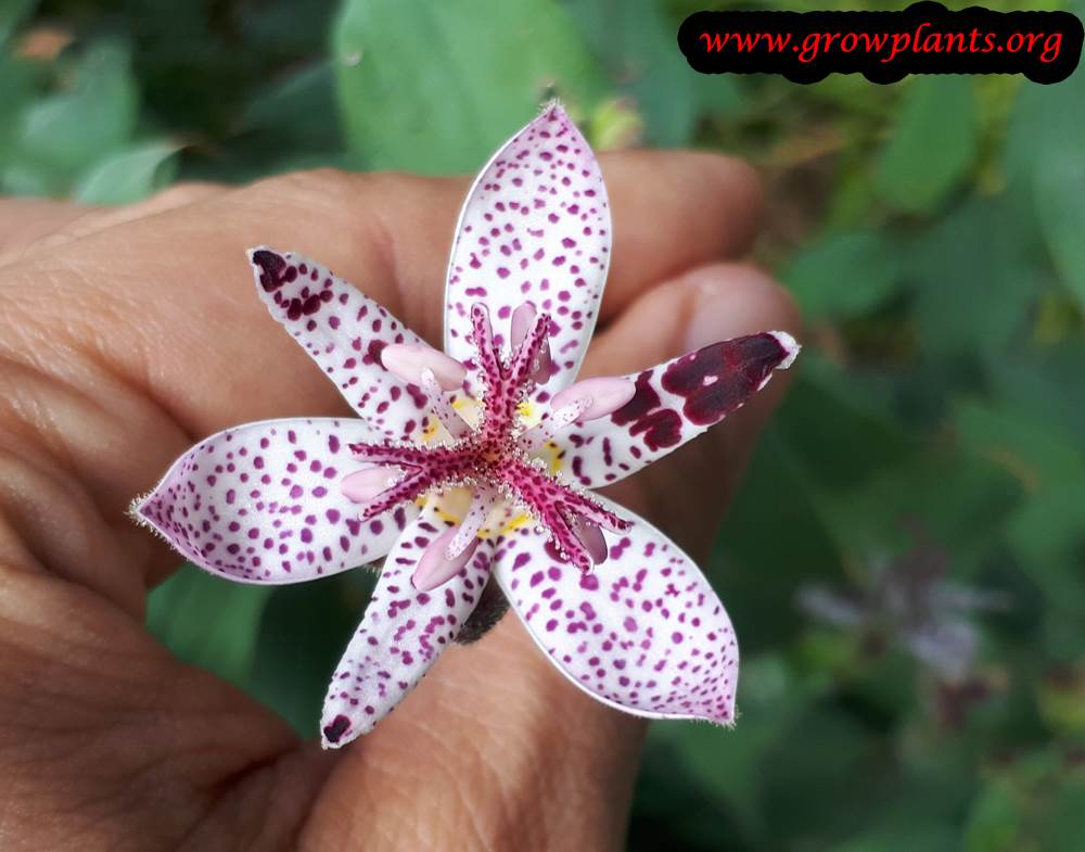Toad lily flower