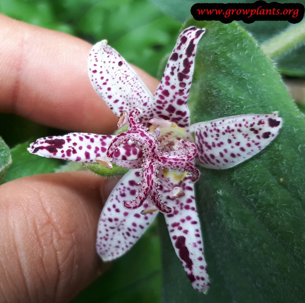 Toad lily planting season