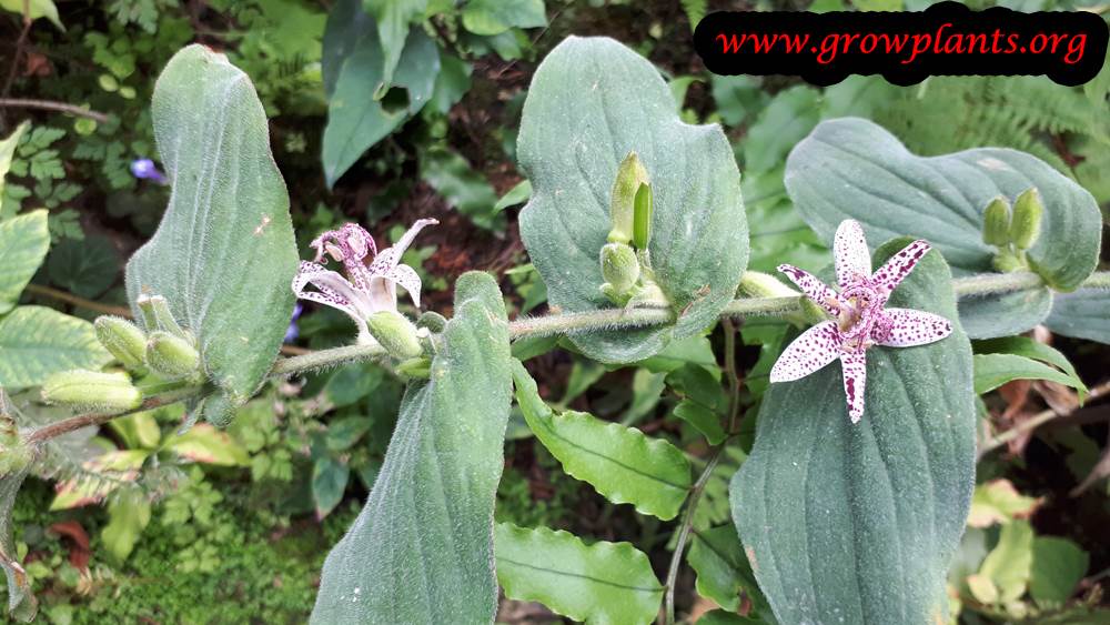 Tricyrtis
