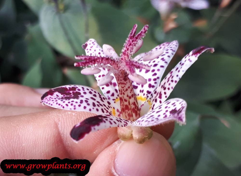 Tricyrtis flower