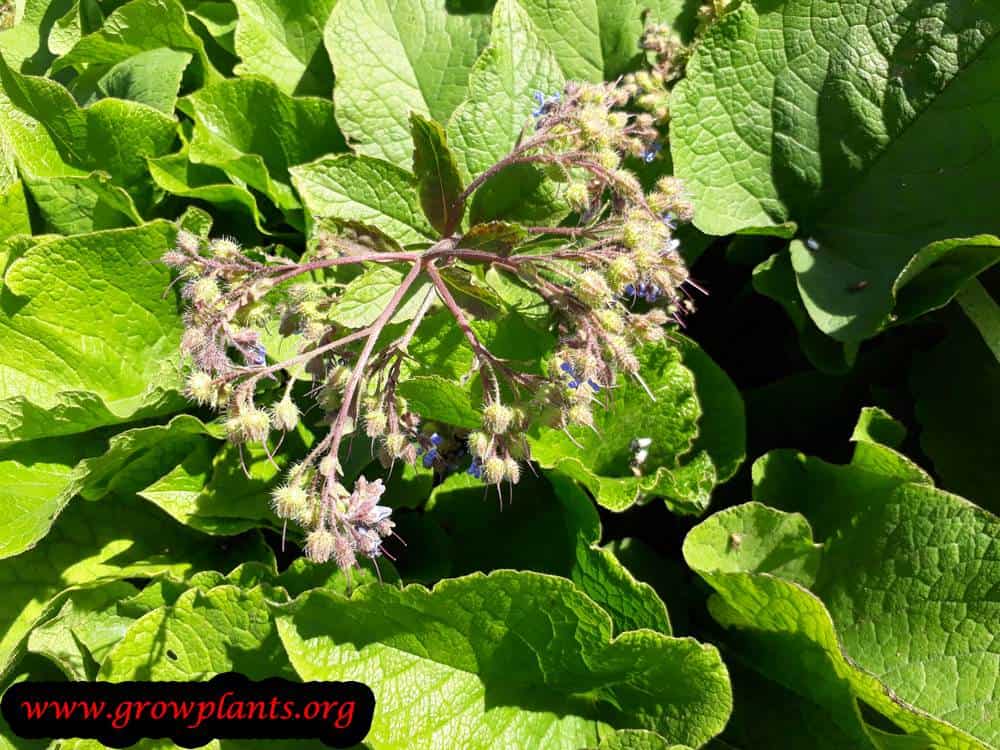 Growing Trachystemon orientalis