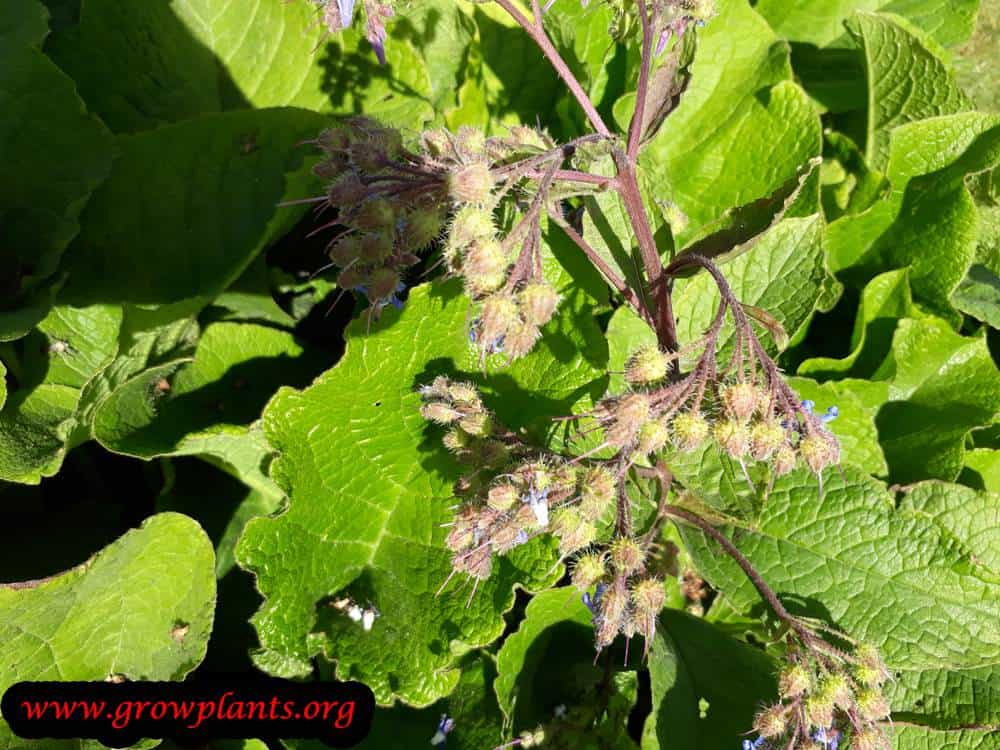 Trachystemon orientalis plant care