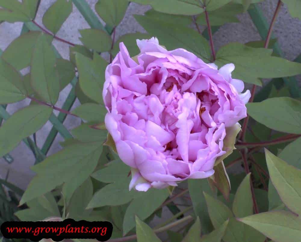 Tree Peony