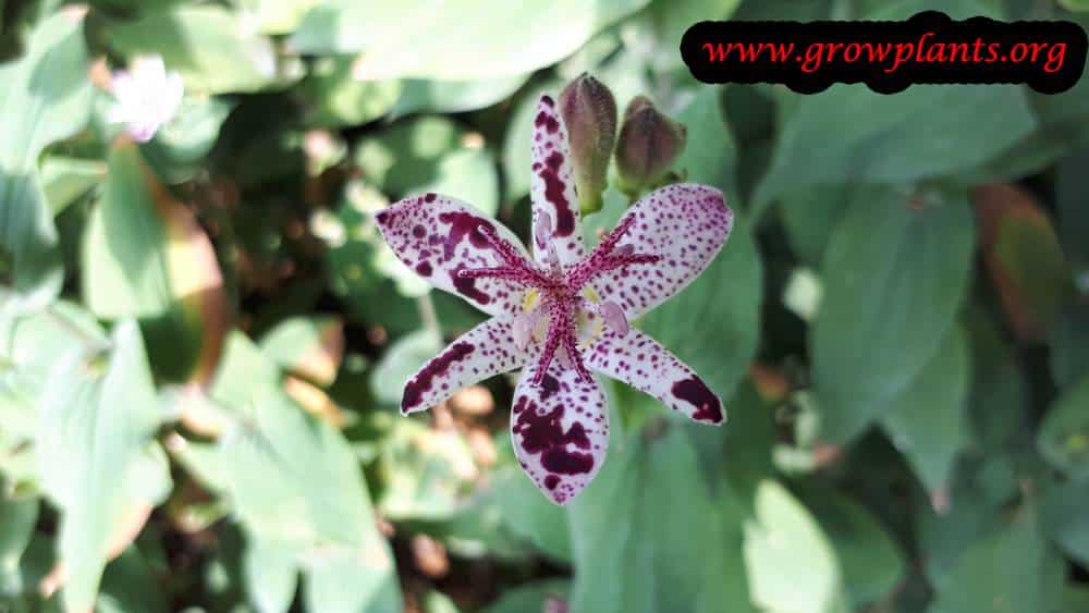 Tricyrtis formosana plant