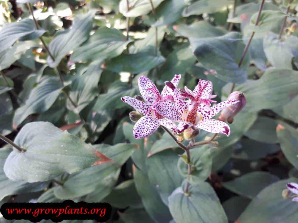 Tricyrtis formosana blooming