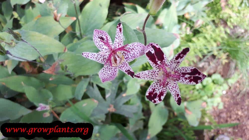 Tricyrtis formosana blooming season