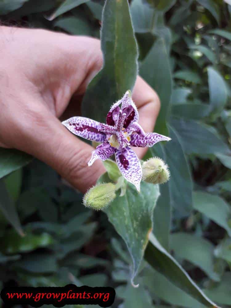 Tricyrtis hirta