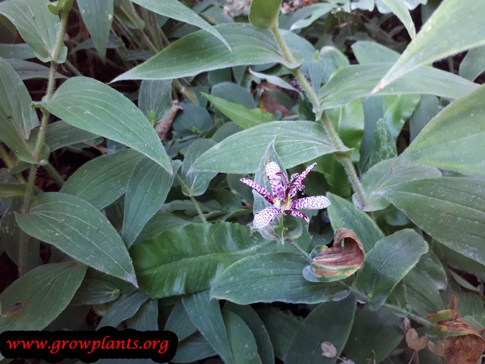Tricyrtis hirta plant care