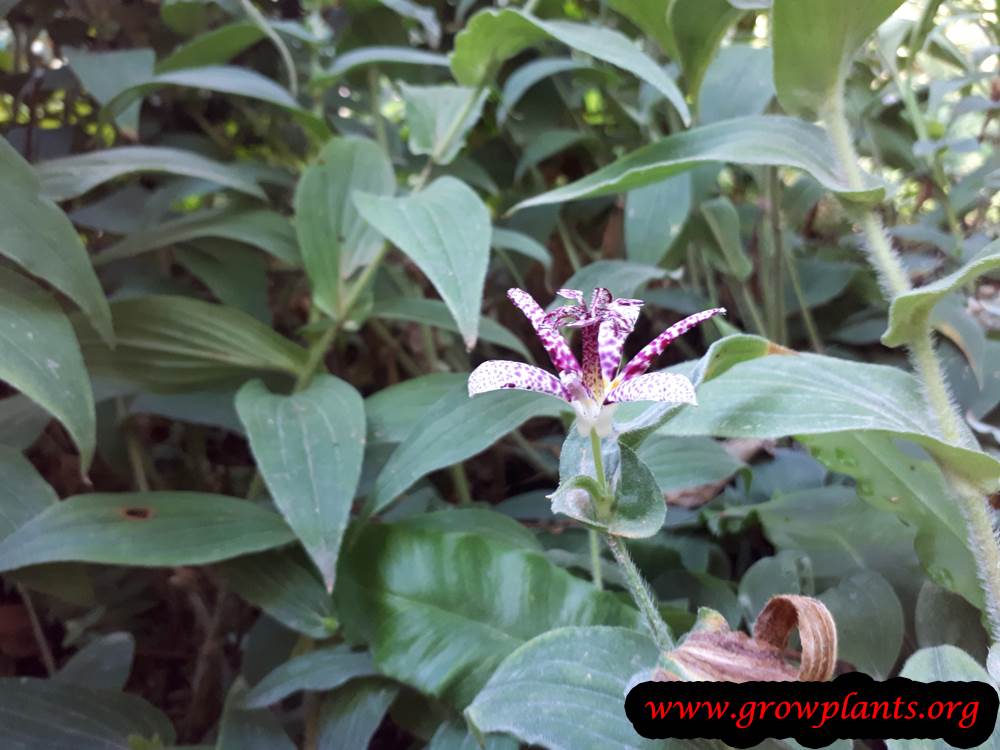 Tricyrtis hirta flower