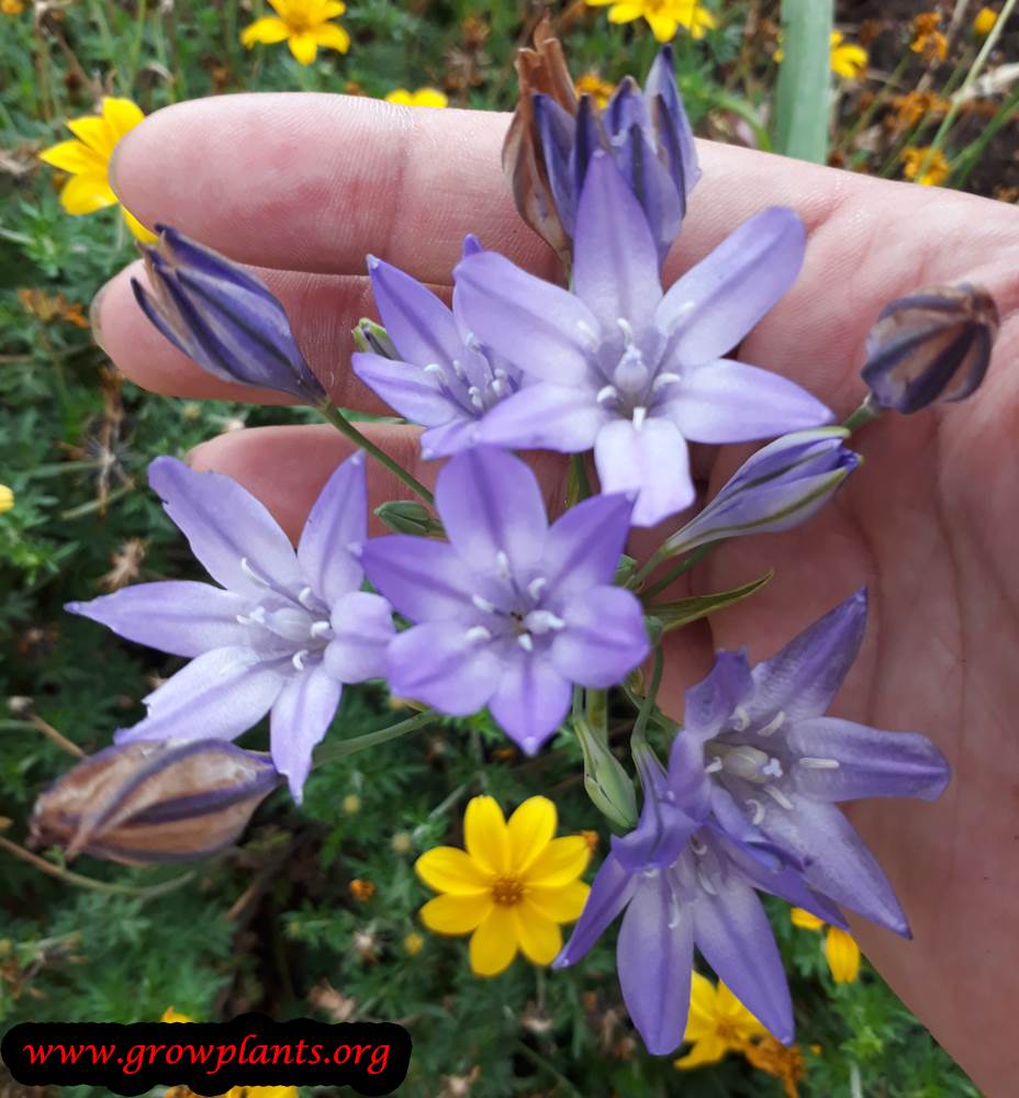 Triteleia