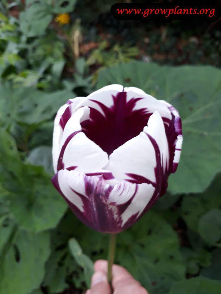 Triumph tulip