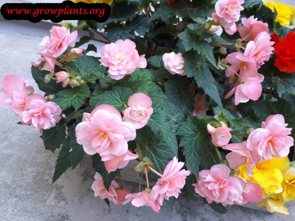 Tuberous begonias