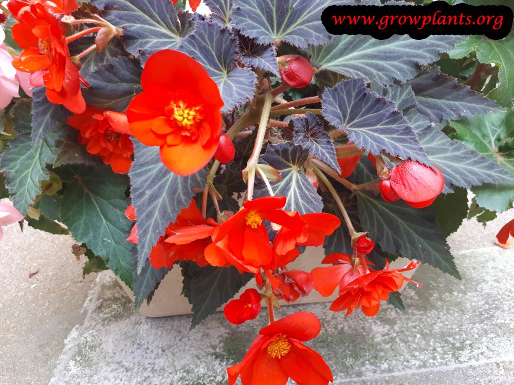 Tuberous begonias red flowers
