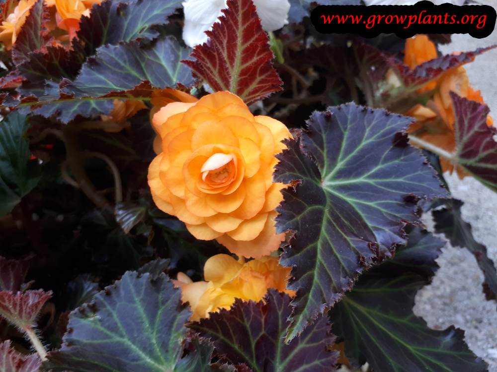 Tuberous begonias plantings