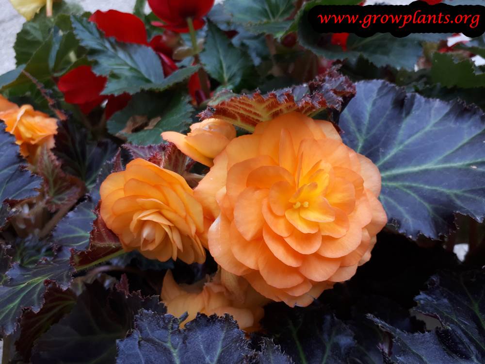 Tuberous begonias purple leaves