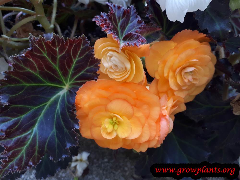 Tuberous begonias orange flowers