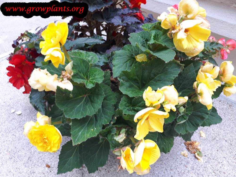 Tuberous begonias plantings season