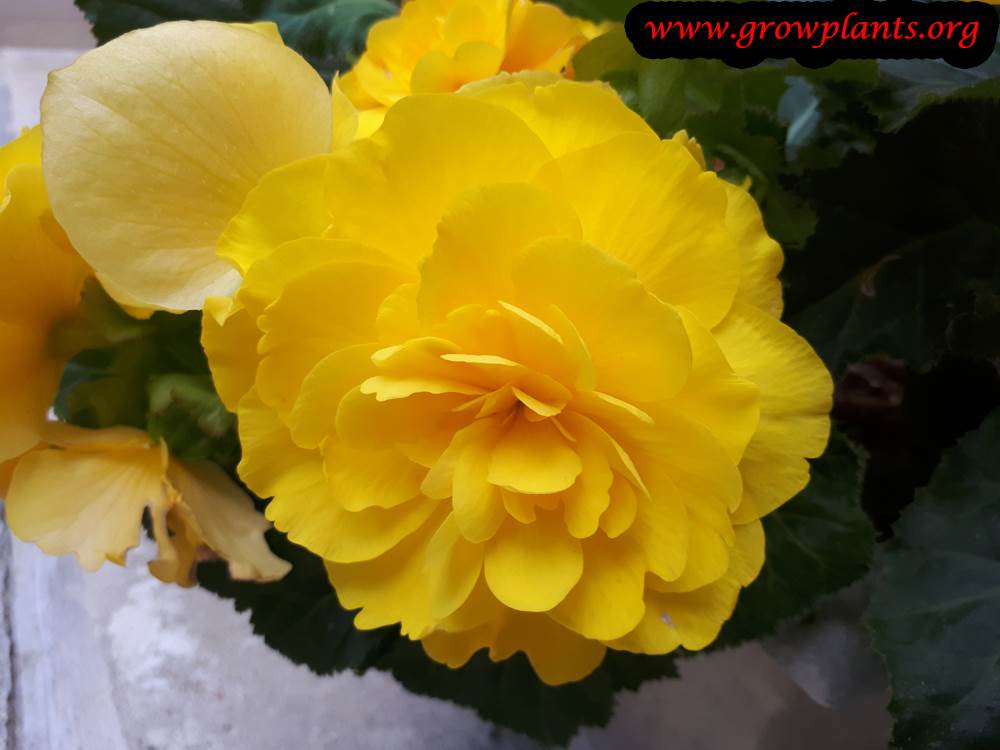 Tuberous begonias yellow flowers