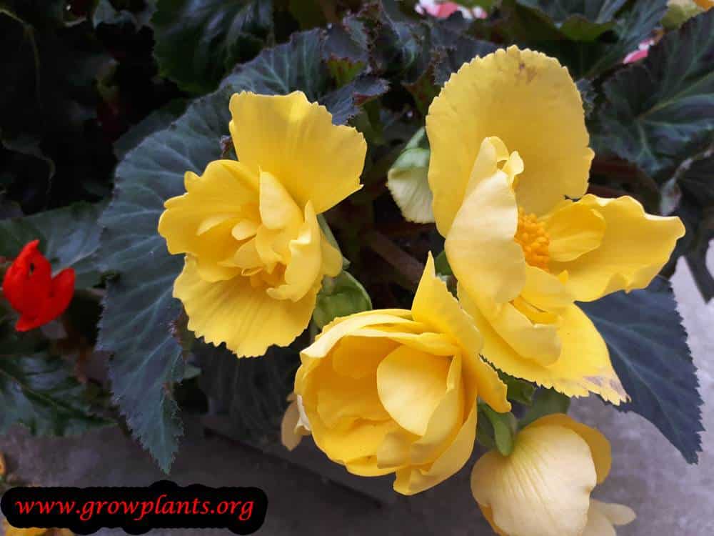 Tuberous begonias flowers