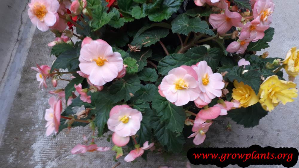 Tuberous begonias pink flowers