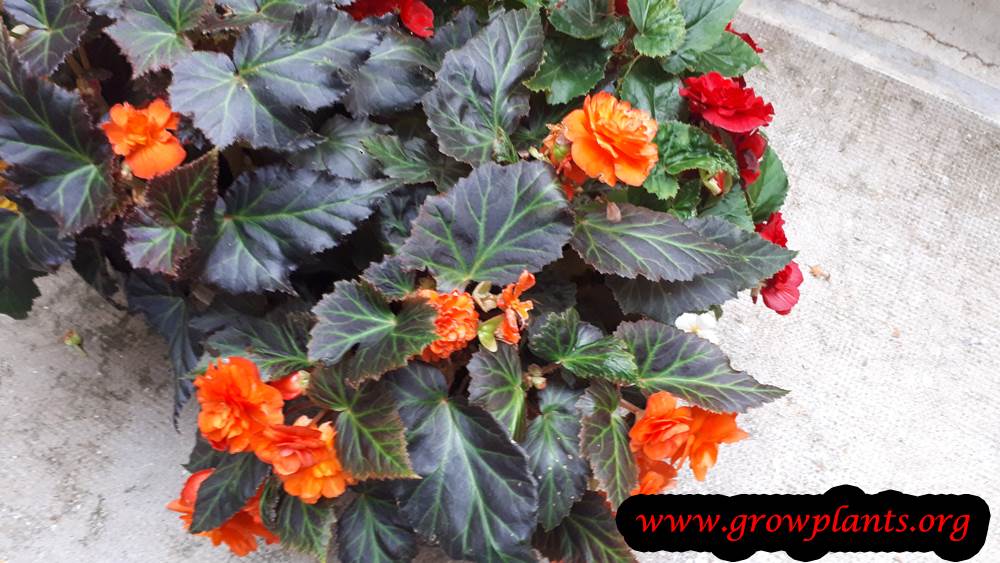Growing Tuberous begonias flowers