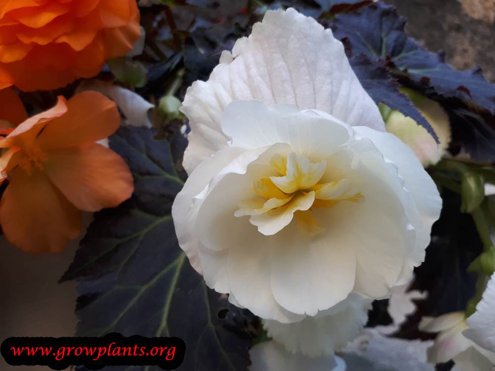 Tuberous begonias white flowers