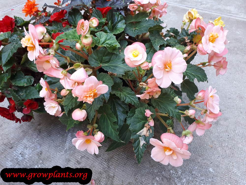 Tuberous begonias growing instruction