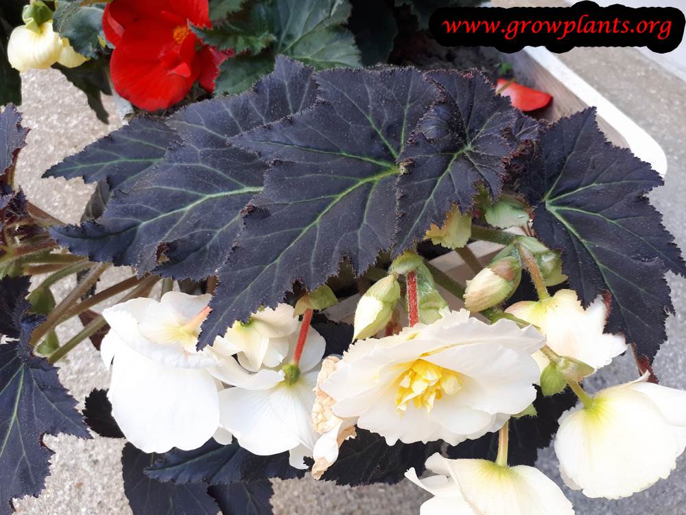 Tuberous begonias white flowers black leaves
