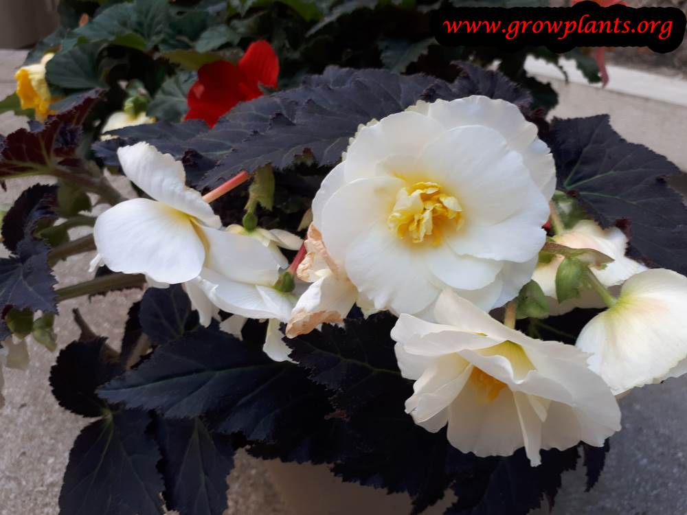 Tuberous begonias black leaves